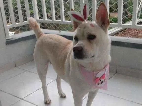 Cachorro ra a SRD idade 3 anos nome Felicia