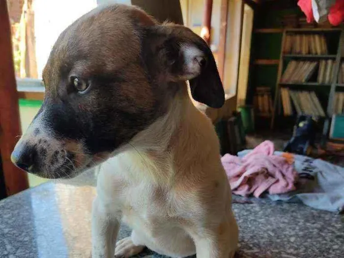 Cachorro ra a Sem raça definida idade Abaixo de 2 meses nome Kiko