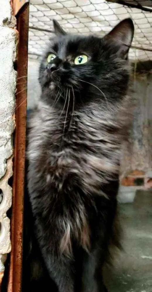 Gato ra a srd idade 1 ano nome Tony