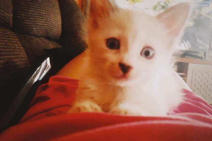 Gato ra a  idade 2 a 6 meses nome Regina