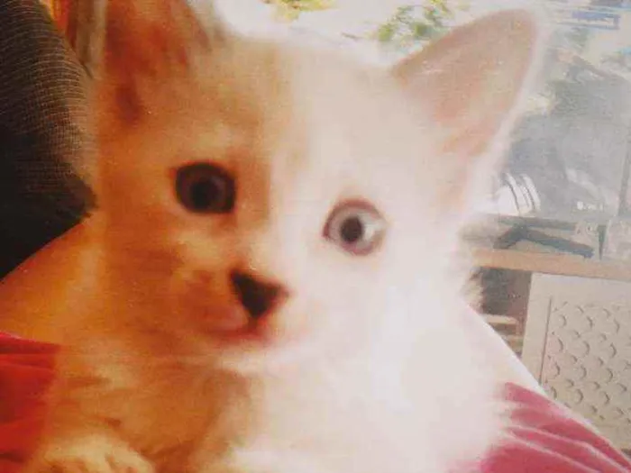 Gato ra a  idade 2 a 6 meses nome Regina