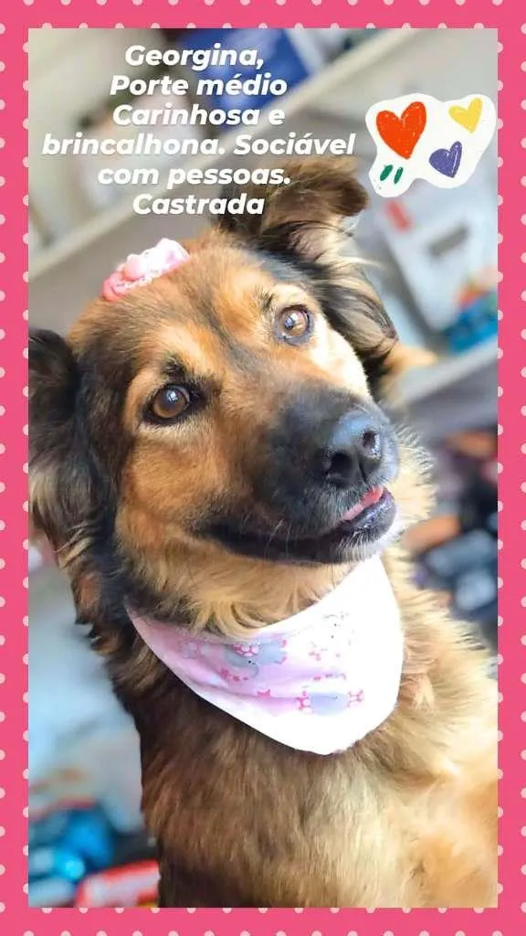 Cachorro raça SRD-ViraLata idade 6 ou mais anos nome Georgina