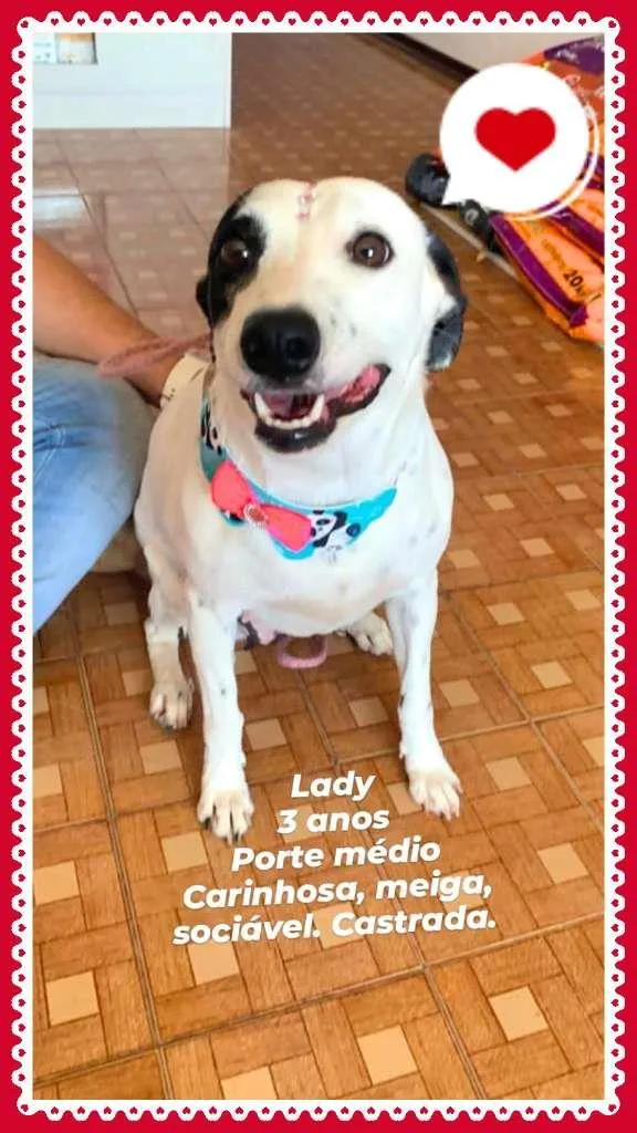 Cachorro raça SRD-ViraLata idade 3 anos nome Lady