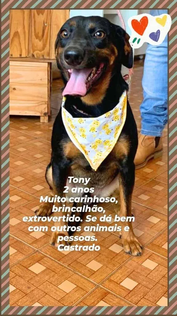 Cachorro raça SRD idade 2 anos nome Tony