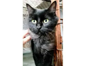 Gato raça srd idade 1 ano nome Tony