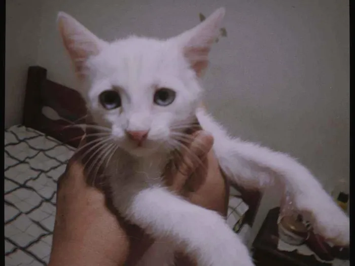 Gato ra a  idade 2 a 6 meses nome Chico