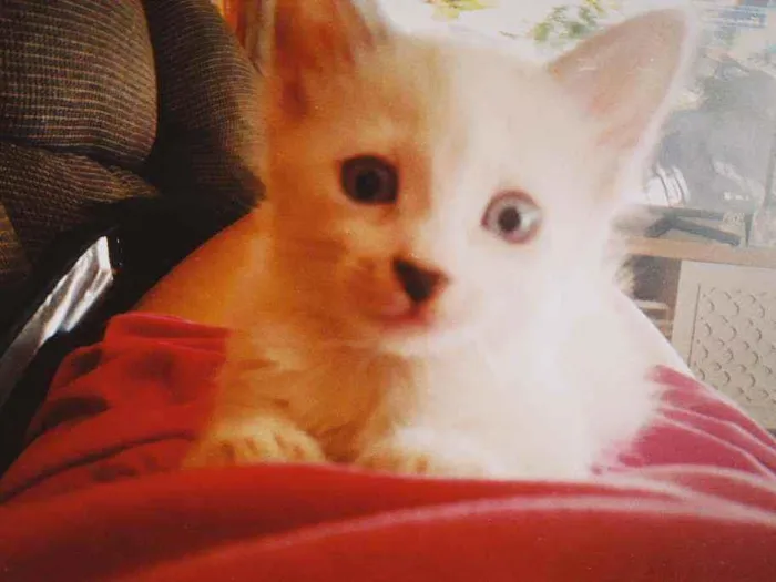 Gato ra a  idade 2 a 6 meses nome Regina