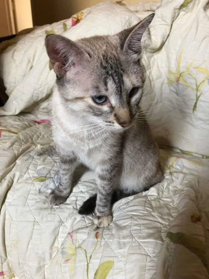 Gato ra a SRD idade 1 ano nome Zelda