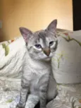 Zelda