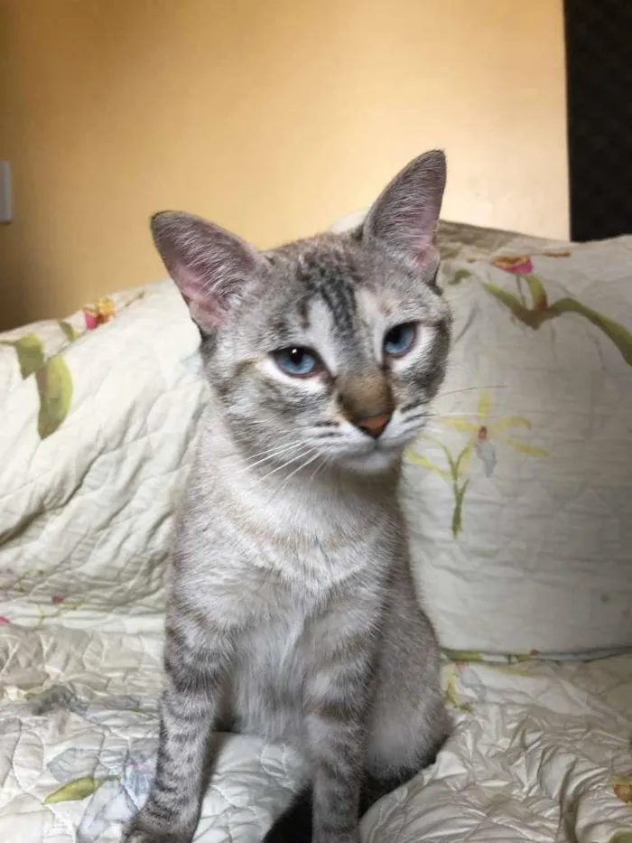 Gato ra a SRD idade 1 ano nome Zelda