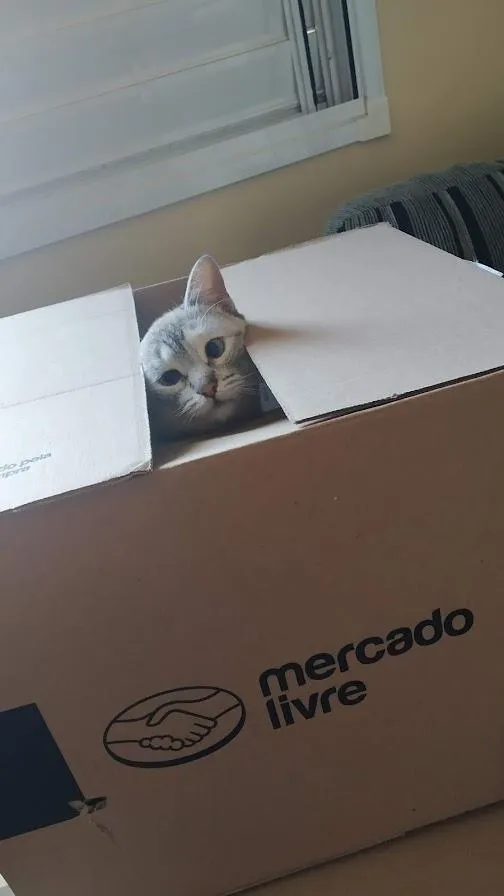 Gato ra a SRD idade 1 ano nome Zelda