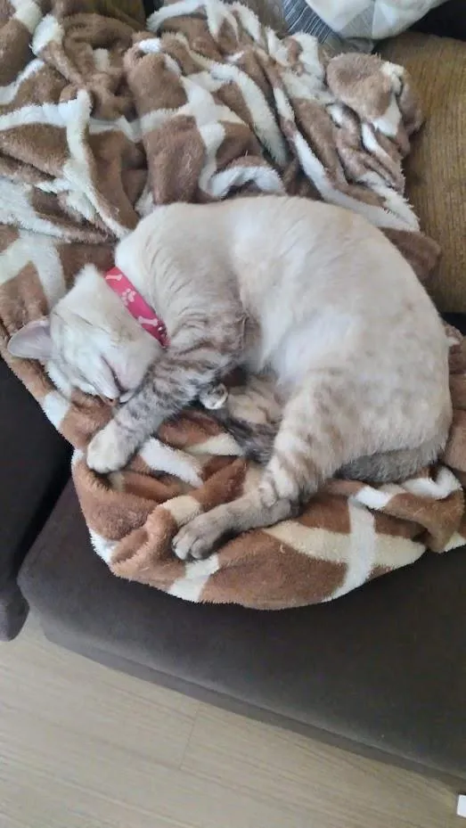 Gato ra a SRD idade 1 ano nome Zelda