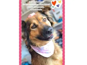 Cachorro raça SRD-ViraLata idade 6 ou mais anos nome Georgina