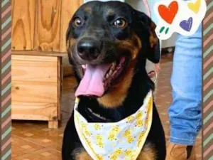 Cachorro raça SRD idade 2 anos nome Tony