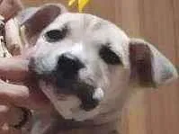 Cachorro raça Pitbull com vira lata  idade 2 a 6 meses nome Temari