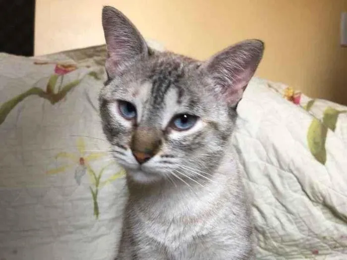 Gato ra a SRD idade 1 ano nome Zelda