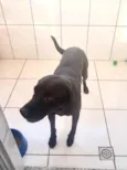 Cachorro raça Srd idade 2 anos nome Thor Labrador Mix 