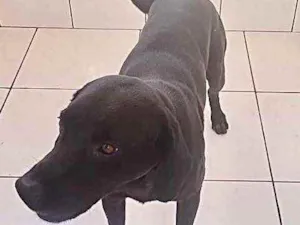 Cachorro raça Srd idade 2 anos nome Thor Labrador Mix 