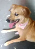 Cachorro raça Srd idade 1 ano nome Amora linda e fofa