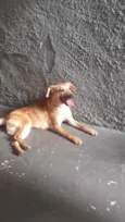 Cachorro raça Srd idade 1 ano nome Amora linda e fofa