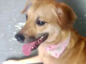 Cachorro raça Srd idade 1 ano nome Amora linda e fofa