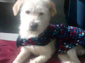 Cachorro raça Srd idade 7 a 11 meses nome Neve bebê lindo 