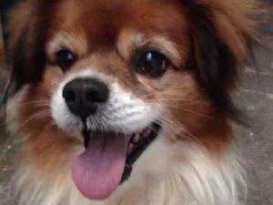 Cachorro raça Srd idade 3 anos nome Luke lindo 