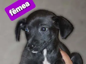 Cachorro raça Misturado  idade 2 a 6 meses nome Cachorro 