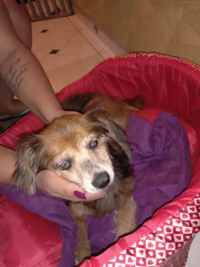 Cachorro raça Vira lata idade 5 anos nome Marrom