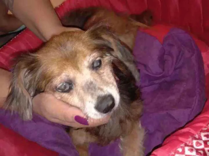 Cachorro raça Vira lata idade 5 anos nome Marrom