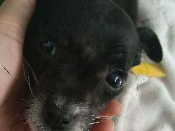 Cachorro ra a Sem raça definida  idade 2 a 6 meses nome Nicolas e Joaquim 