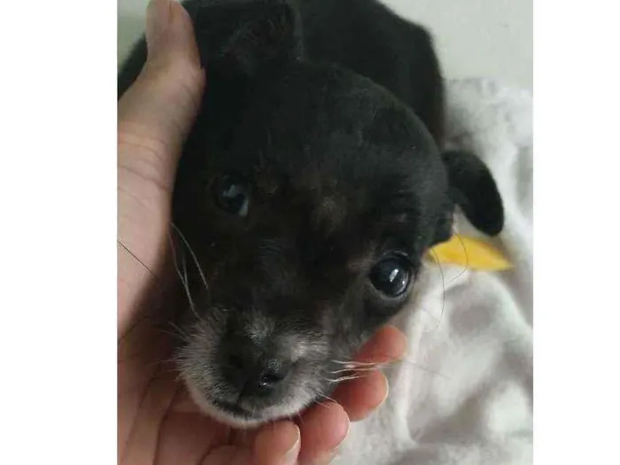 Cachorro ra a Sem raça definida  idade 2 a 6 meses nome Nicolas e Joaquim 