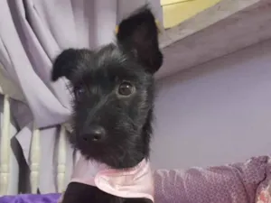 Cachorro raça Srd idade 2 a 6 meses nome July