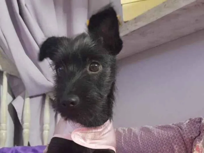 Cachorro ra a Srd idade 2 a 6 meses nome July