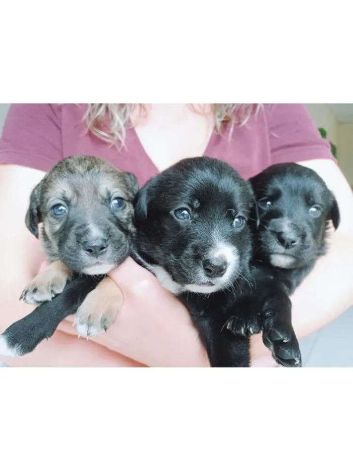 Cachorro ra a sem raça idade Abaixo de 2 meses nome Sem nome 