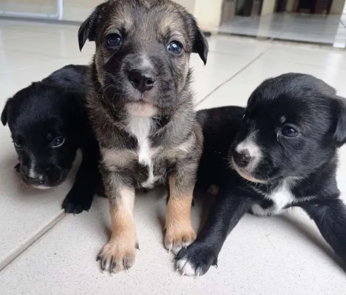 Cachorro ra a sem raça idade Abaixo de 2 meses nome Sem nome 