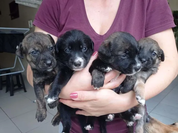 Cachorro ra a sem raça idade Abaixo de 2 meses nome Sem nome 