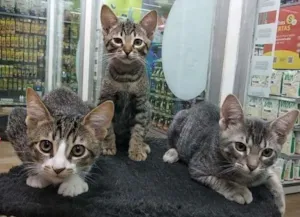 Gato raça SRD-ViraLata idade 2 a 6 meses nome 3 machos Mooca ZL