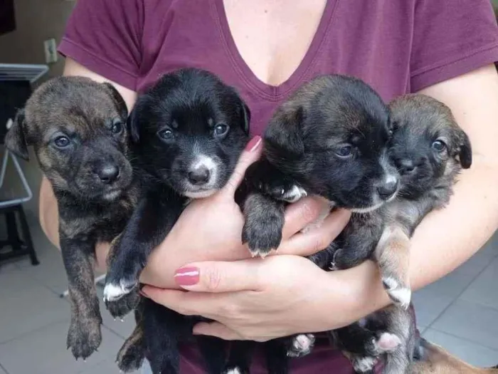 Cachorro ra a sem raça idade Abaixo de 2 meses nome Sem nome 
