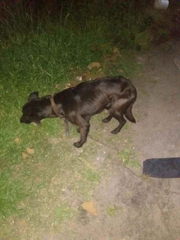 Cachorro ra a Viralata idade 4 anos nome Black