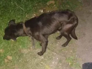 Cachorro raça Viralata idade 4 anos nome Black