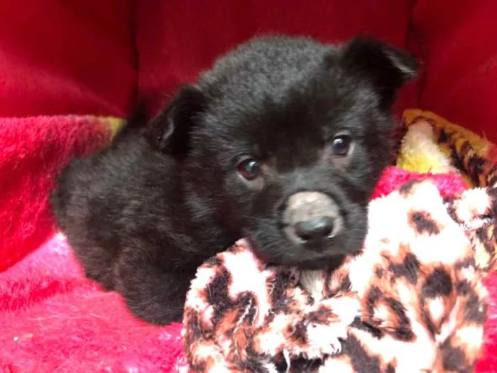 Cachorro raça SRD idade Abaixo de 2 meses nome Sem Nome