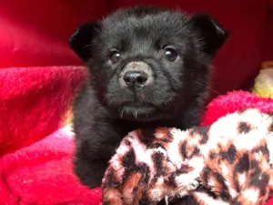 Cachorro raça SRD idade Abaixo de 2 meses nome Sem Nome