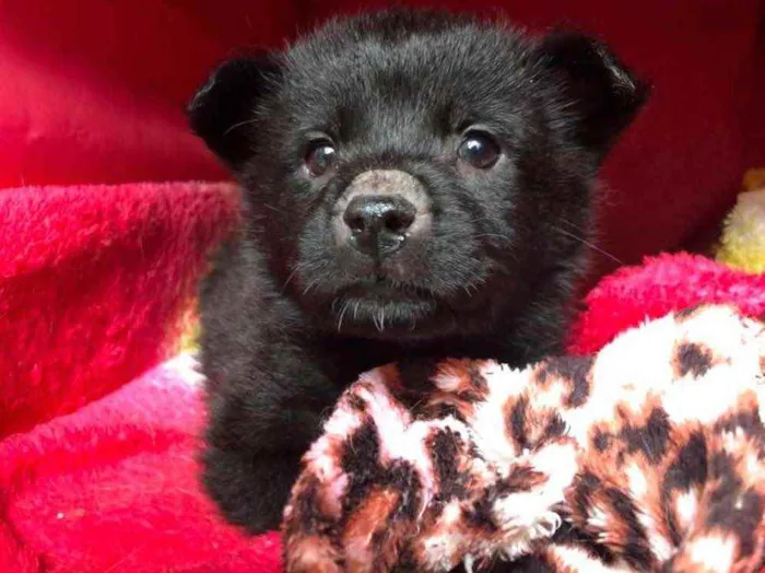 Cachorro raça SRD idade Abaixo de 2 meses nome Sem Nome