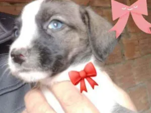 Cachorro raça Srd idade Abaixo de 2 meses nome Meg