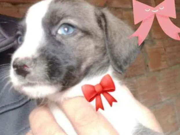 Cachorro ra a Srd idade Abaixo de 2 meses nome Meg