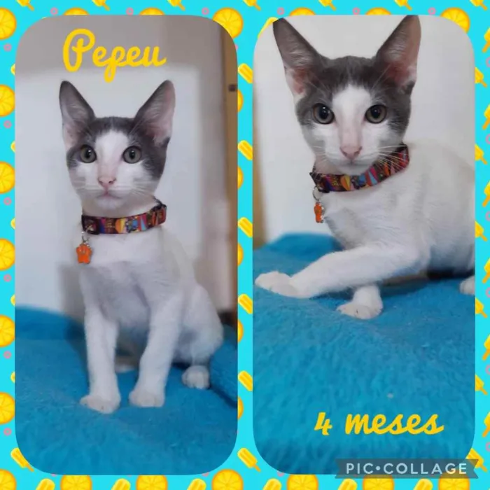 Gato ra a Srd  idade 2 a 6 meses nome Pepeu
