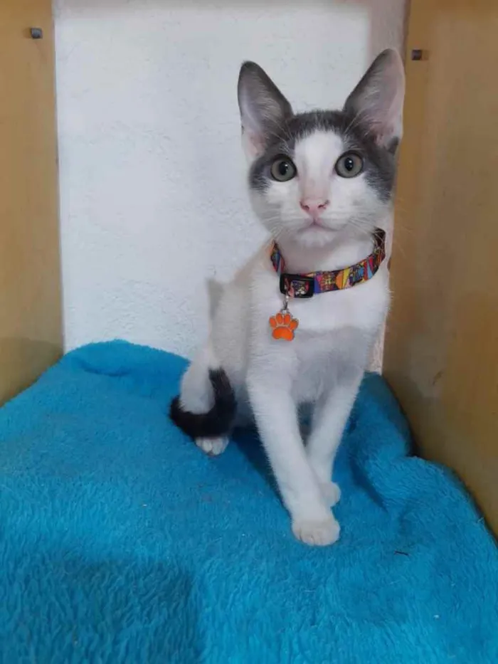 Gato ra a Srd  idade 2 a 6 meses nome Pepeu