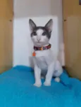 Pepeu