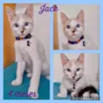 Gato raça Srd idade 2 a 6 meses nome Jack 